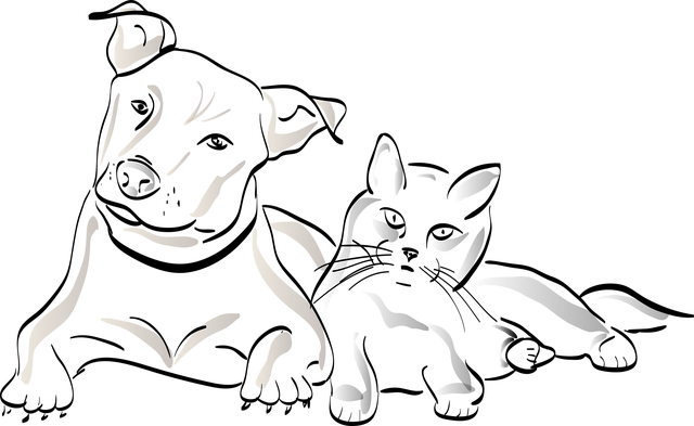 chien, chat, métier animaux, CAP animaux, formation animaux